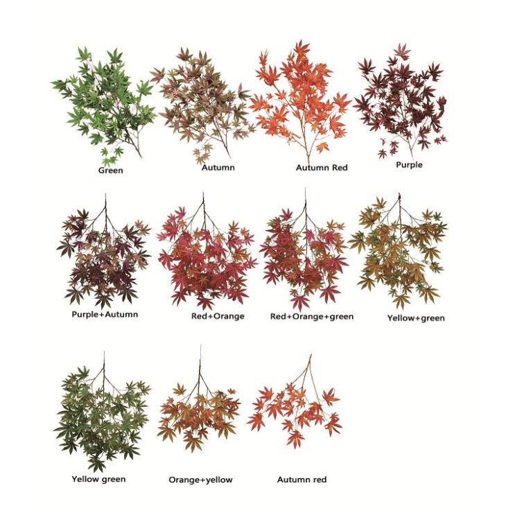 Silk Maple Tree