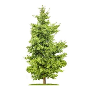 Kunstig Ginkgo Tree