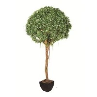 Silke Ficus Benjamin treet